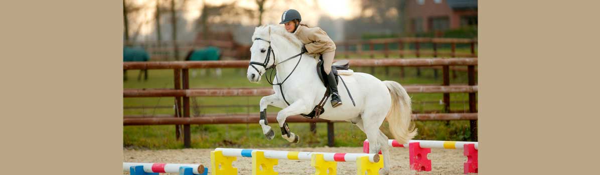 wingwave coaching im Reitsport Heimsoeth Academy
