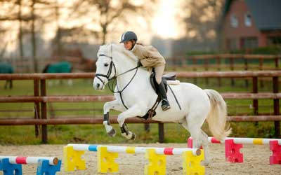 wingwave coaching im Reitsport Heimsoeth Academy