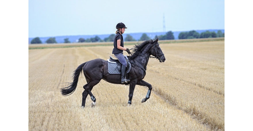 Seminare Reiten im Kopf - Mentaltraining für Reiter - Antje Heimsoeth