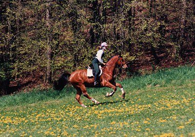 Wieder mit viel Freude reiten - Ausbildung zum Reit Mental Coach